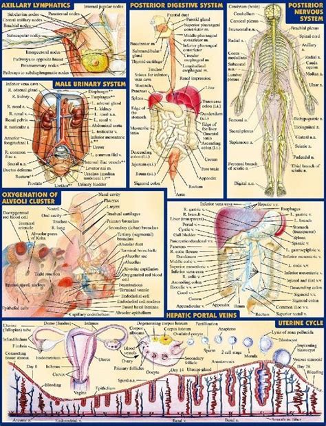 View, isolate, and learn human anatomy structures with zygote body. Human Anatomy Map Muscle Map Of Human Body Muscle Map ...