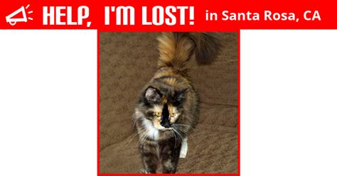 There are 16 animal hospitals in santa rosa, california, serving a population of 174,244 people in an area of 42 square miles. Lost Cat (Santa Rosa, California) - Fancy