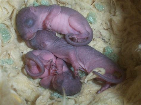 I'm weak, i don't want things to die. Squirrel Photograph 024 - Three newborn squirrels in ...