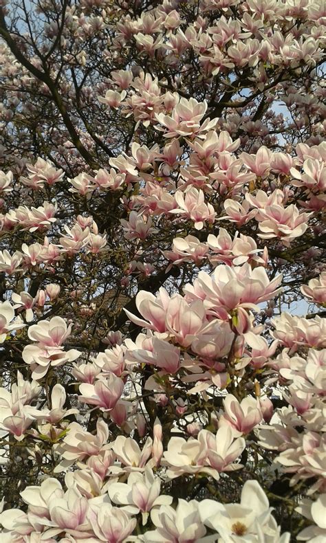 Entdeckt im botanischen garten in münchen pflanzen und tiere oder schlendert durch blühende outdoor: Schreibtischliebling #4 (mit Bildern) | Eis essen ...
