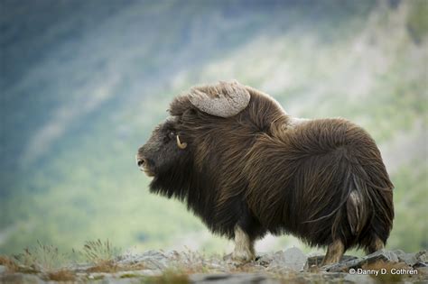 Moskus, flytende sekret som utskilles i moskuskjertelen hos enkelte dyr, for eksempel i inntørket tilstand brukes moskus i parfymer. Moskus 5572 - Dannys Photo