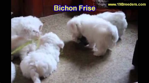 The pembroke welsh corgi puppies are merry and expressive but also intelligent and active. Bichon Fise, Puppies, For, Sale, In, Green Bay, Wisconsin ...