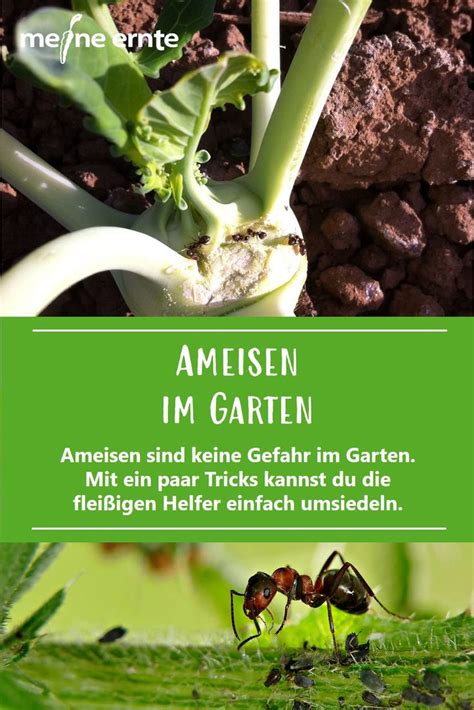 Maybe you would like to learn more about one of these? Ameisen im Garten in 2020 | Ameisen im garten, Ameisen, Garten