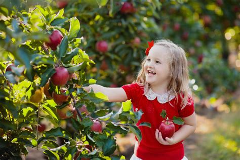 girl-picking-apples-all-seasons-orchard-woodstock | All Seasons Orchard
