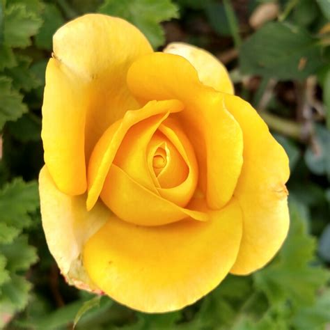 Check out our saint patrick roses selection for the very best in unique or custom, handmade pieces from our shops. Rosa 'St Patrick', Hybrid Tea Rose 'St. Patrick ...