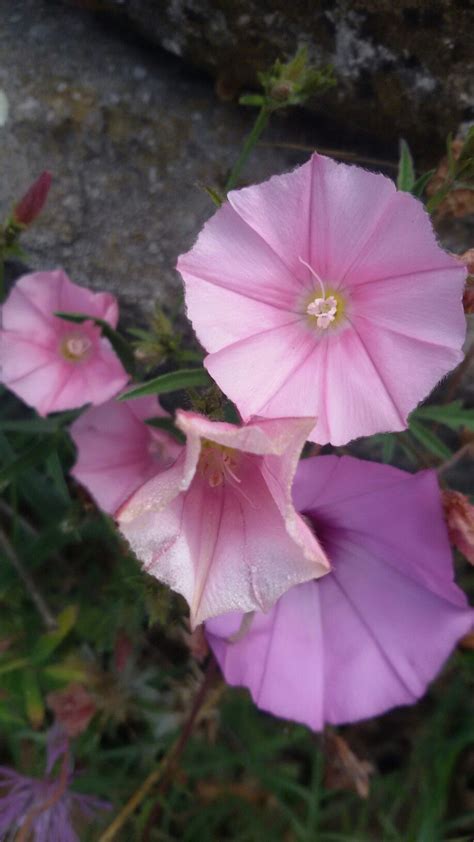 Ma se siete alla ricerca di una trapunta matrimoniale in piuma d'oca, siete sicuri di acquistare quella giusta per noi, al miglior rapporto qualità/ prezzo? Fiori A Campanelle