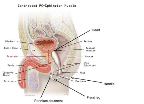 These were found in asia and the far east. Perineum massage for him. Perineum massage for him.