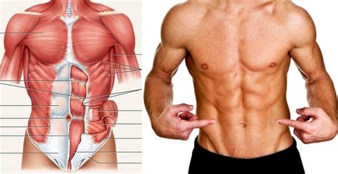 These names are derived from latin. Three Lower Ab Workout Routines For Better Abs - Bodydulding