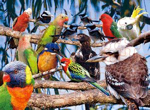 Jigsaws australia is a website from newsxpress on behalf of more than 200 independently owned newsxpress stores located right across australia. Birds Of Australia - The 3D Factory