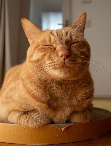 Along with ruby, other popular names for orange cats include penny, finn, tiger, ginger, poppy, peaches, garfield, and hobbes. 180 Orange Tabby Cat Names | Kociaki, Kotki, Zwierzęta