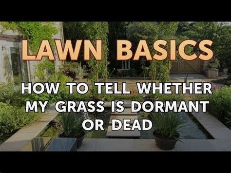 Get green grass on facebook. How to Tell Whether My Grass Is Dormant or Dead - YouTube