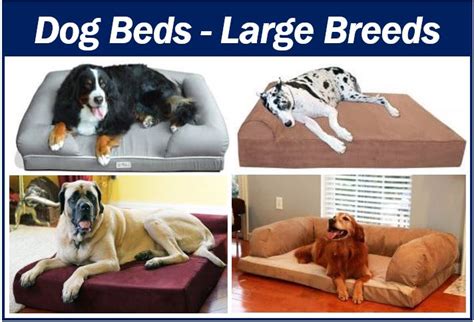 We did not find results for: What dog bed should I get for a large breed? - Market ...