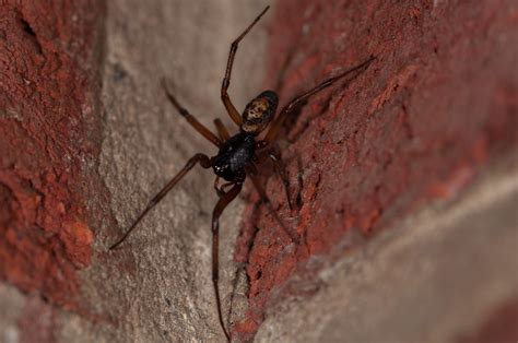 We did not find results for: UK Spider looks like it has a skull pattern on its back ...
