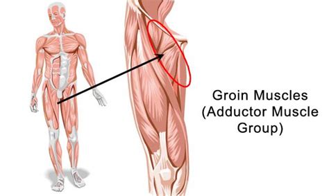 Anatomytools.com provides highly detailed male and female anatomical reference models, artist busts, instructional dvds, armatures and workshops used by fx artists, 3d artists, medical professionals and sculptors. How to Successfully Treat Groin Strain in Physical Therapy ...