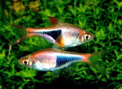 Ikan ini masuk ke dalam ikan hias air tawar yang unik karena corak warnanya, selain itu karakteristik ikan juga ternyata berbanding berbalik dengan namanya. Jenis Jenis Ikan Hias Air Tawar Untuk Aquascape 29 Yang ...