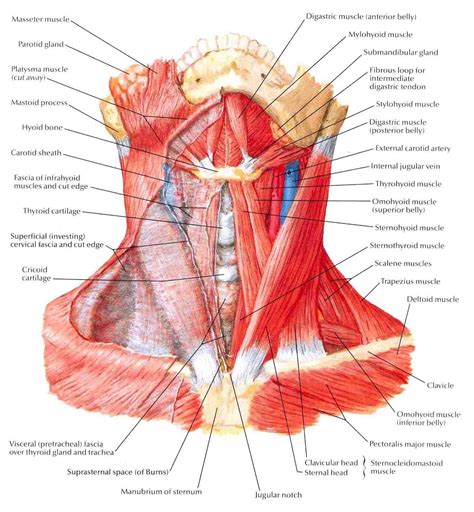 • coils and patient position: Groin Muscles Diagram . Groin Muscles Diagram Groin Muscles And Tendons | Neck muscle anatomy ...
