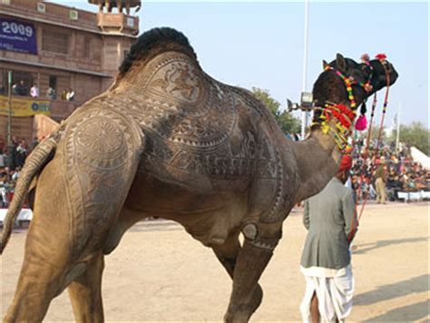 1) look at that guy's enormous muscles. Images: Where camels walk the ramp - Rediff Getahead