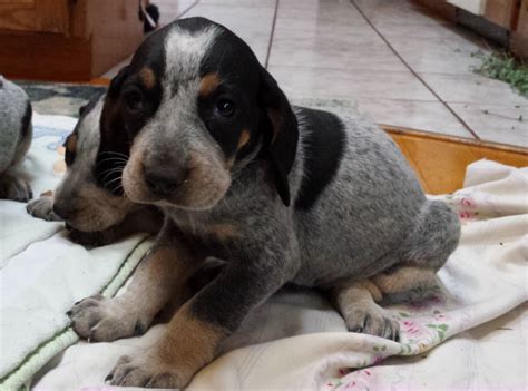 Bluetick coonhound puppies available for sale in united states from top breeders and individuals. Bluetick Coonhound puppies for sale Ontario