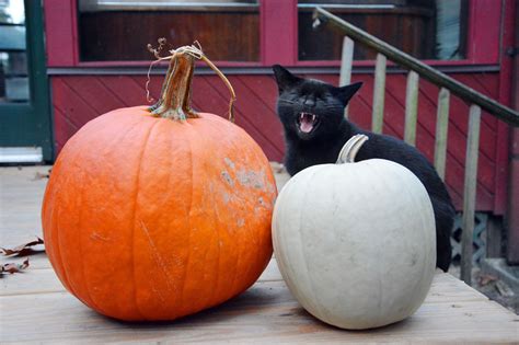 Black cats have had a rough go of it. Myths and Superstitions About Black Cats