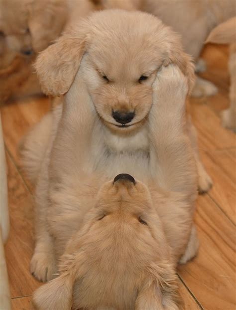 The parents have had their (prelim and/or final) tests done on heart, eyes, hips and elbows! golden retriever puppies - Google Search | Cute baby ...