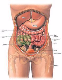 Female anatomy includes the external genitals, or the vulva, and the internal reproductive organs. internal+anatomy+of+woman | Anatomy of the Female Abdomen ...