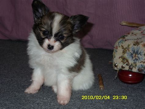 12.07.2012, geimpft und entwurmt, weiteres unter der angegebenen tel.nummer. Hunde - Rassehunde - Papillon Tieranzeigen Seite 1