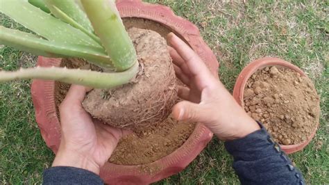 Aloe vera plant repotting and care//Urdu - YouTube