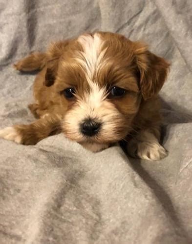 It has long and silky hair, strong legs and expressive eyes and. Havanese Puppy for Sale - Adoption, Rescue for Sale in ...