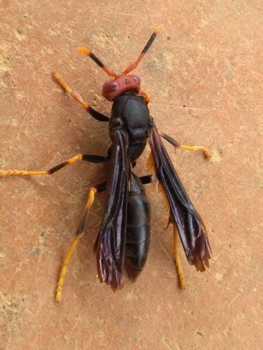 Need synonyms for headed paper? Red-headed Paper Wasp (Polistes erythrocephalus) · iNaturalist.ca