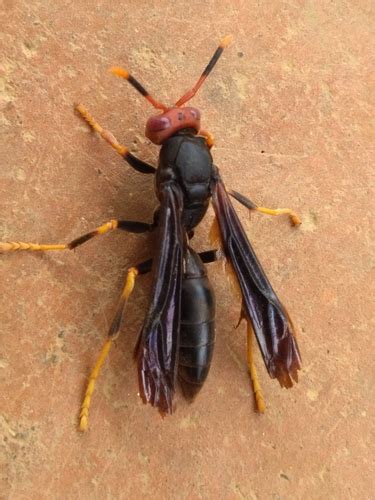 Paper for writing letters that has an organization's or person's name and address printed at the…. Red-headed Paper Wasp (Polistes erythrocephalus ...