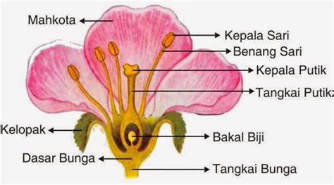 Inilah daftar nama bunga beserta gambar nya, indah, unik, cantik dan langka, lengkap dengan penjelasannya. Perkembangbiakan Generatif dan Vegetatif pada Tanaman ...