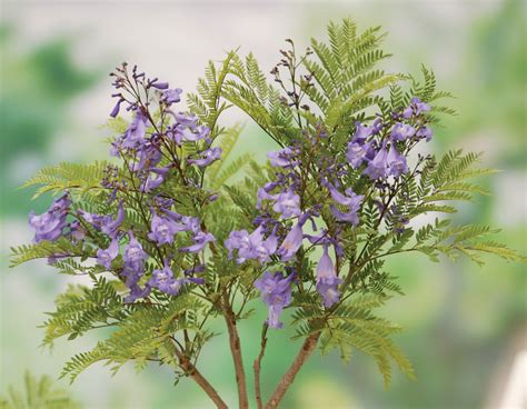 Jacaranda bonsai blue�, jacaranda mimosifolia 'sakai01'. Jacaranda 'Bonsai Blue' - Star® Roses and Plants