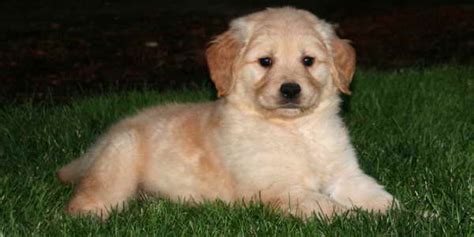 Where can you get a golden retriever puppy? Golden Retriever Breeders Oregon | PETSIDI