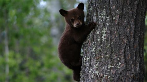 We did not find results for: Cute Bear Cub on Tree | HD Wallpapers