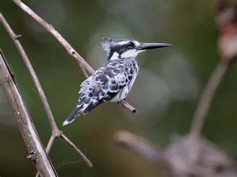 Lodging in naivasha center and nearby. Ein Graufischer am Naivasha-See, Kenia Foto & Bild | world ...