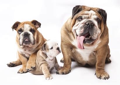If you're in doubt whether to buy a french bulldog or an english bulldog, there are things you need to know. Bulldog Temperament: Could You Share Your Home With One?