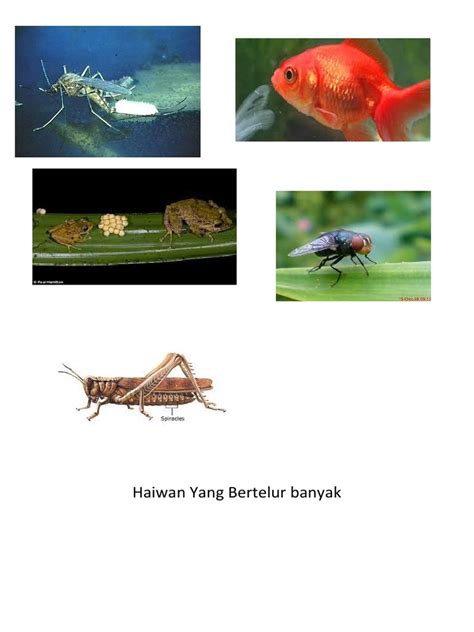 S2 sains 04 02 haiwan bertelur sedikit bertelur banyak. Gambar Haiwan Bertelur Sedikit