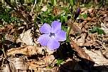 Il suo stesso nome deriva dal latino e significa fiore che nasce prima. Foto di fiori selvatici, spontanei, di campo e di montagna