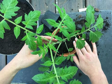 Tomaten sät man am besten anfang bis mitte märz. Tomaten aussäen, pikieren & auspflanzen: Anleitung mit ...