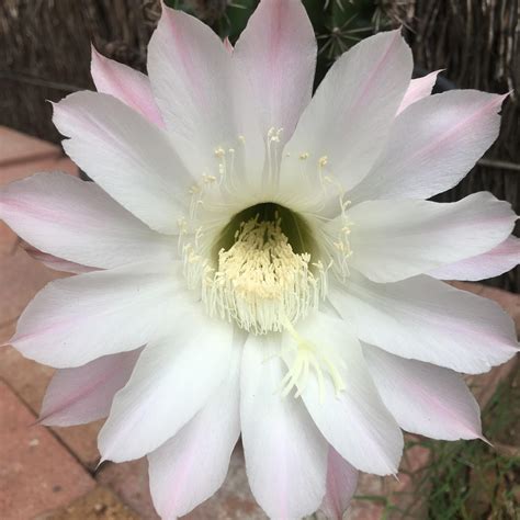 Older plants sometimes flower with pink blooms during the summer, and many people mistake the colored ball on. Moon cactus 🌵🌸 : flowers