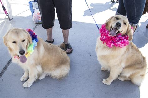 The golden retriever club of san diego county, inc. Festive tropical golden retrievers at Pet Day on the Bay in San Diego, California smiling for ...