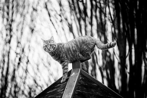 Монорельсовые коты, которым подвластны любые узкие места