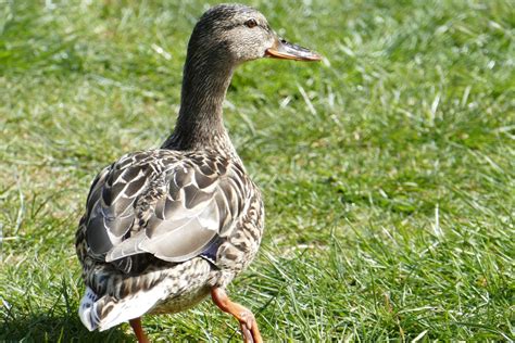 Download now gambar sayap putih hewan paruh fauna bebek bertulang. Gambar : rumput, wanita, margasatwa, hijau, paruh, fauna ...