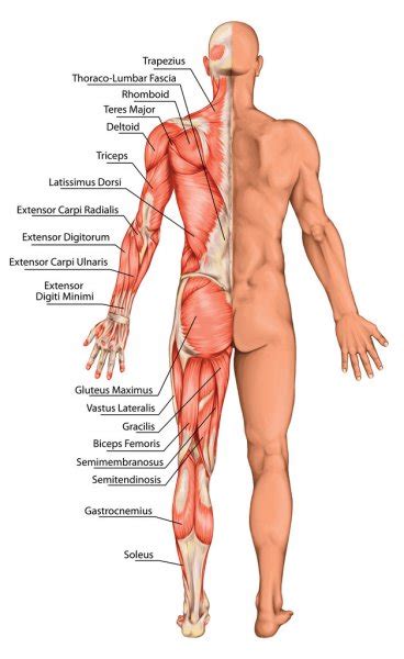 640 muscles l the muscles make up about 40 % of the body mass. Anatomie der männlichen Muskulatur - Hinter- und ...
