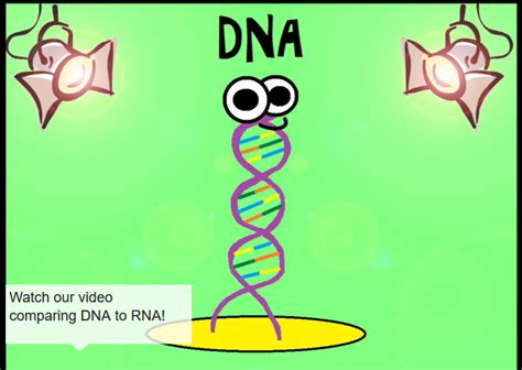 Alleles and genes answer key by the amoeba sisters. Latest Regulation: Amoeba Sisters Gene Regulation Worksheet