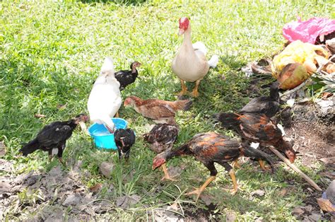 • jangan diikut resmi ayam, bertelur sebiji riuh sekampung Tips Perniagaan Dari Ayam & Itik - ejoeSolutions