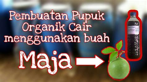 Bahan pupuk organik cair dan alat pembuatan pupuk organik cair. Cara membuat pupuk organik cair (POC) dari buah Maja ...