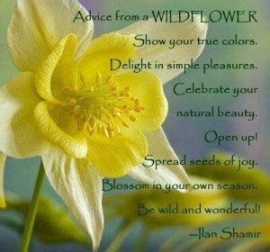 Looking for the best wildflower quotes? Quotes About Wildflowers. QuotesGram