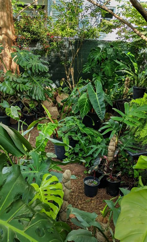 I will examine barilla's struggles with creating wildness in. Every spring I move my tropical plants outside and create ...