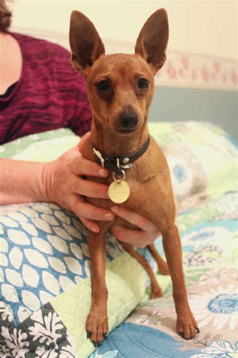 Dobby - Small Male Mini Pinscher Dog in VIC - PetRescue